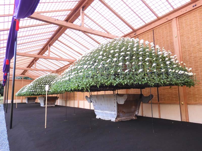 新宿御苑 菊花壇展 2024【懸崖作り花壇】【伊勢菊、丁子菊、嵯峨菊花壇】【大作り花壇】 | K U R A D A S H I