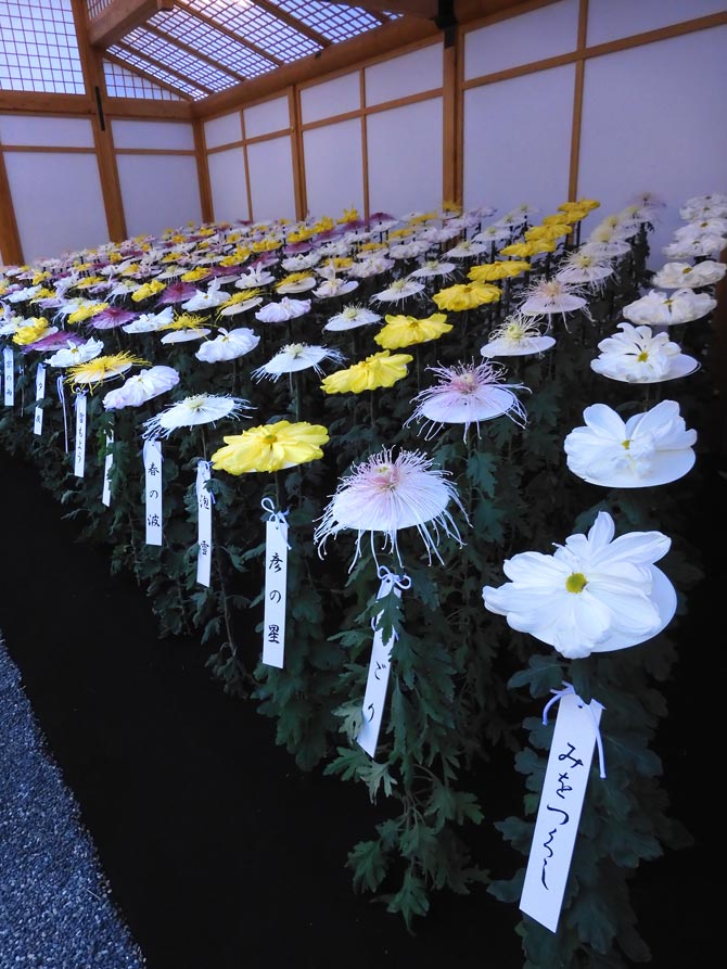 新宿御苑 菊花壇展 2024【一文字菊、管物菊花壇】【肥後菊花壇