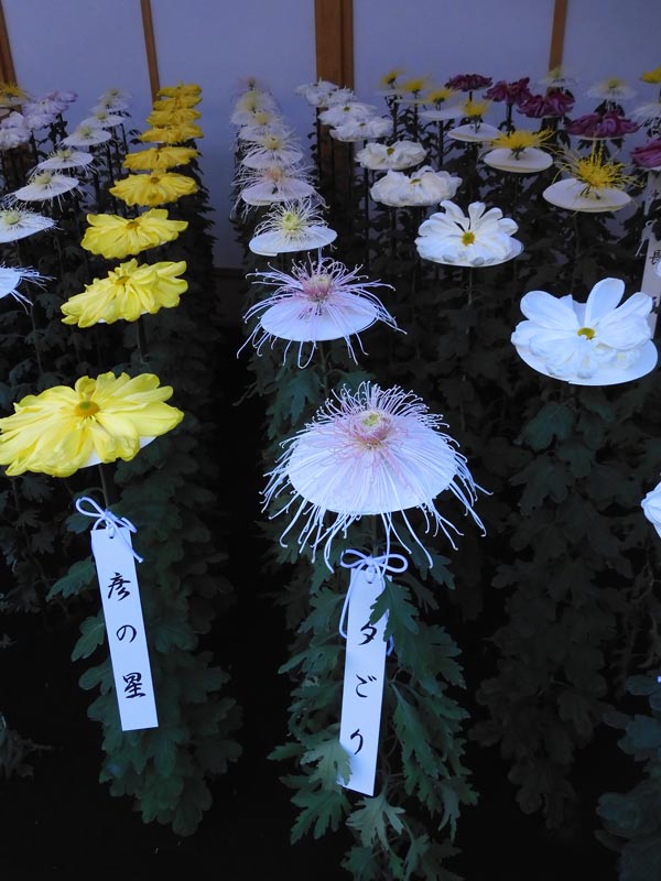 新宿御苑 菊花壇展 2024【一文字菊、管物菊花壇】【肥後菊花壇