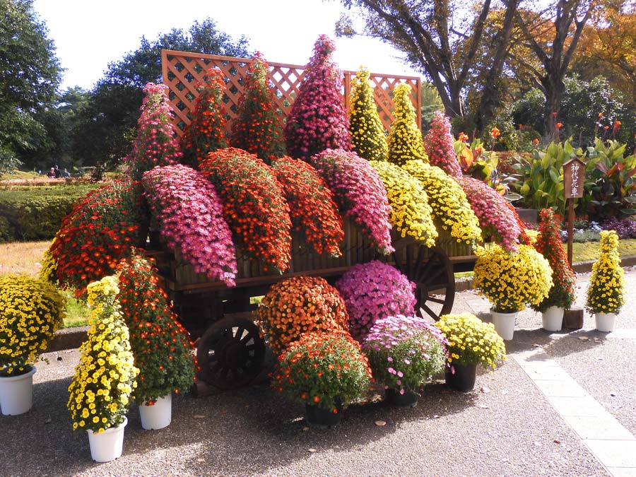 神代植物公園「菊花大会」2024 神代花車、懸崖、大菊（厚物、管物