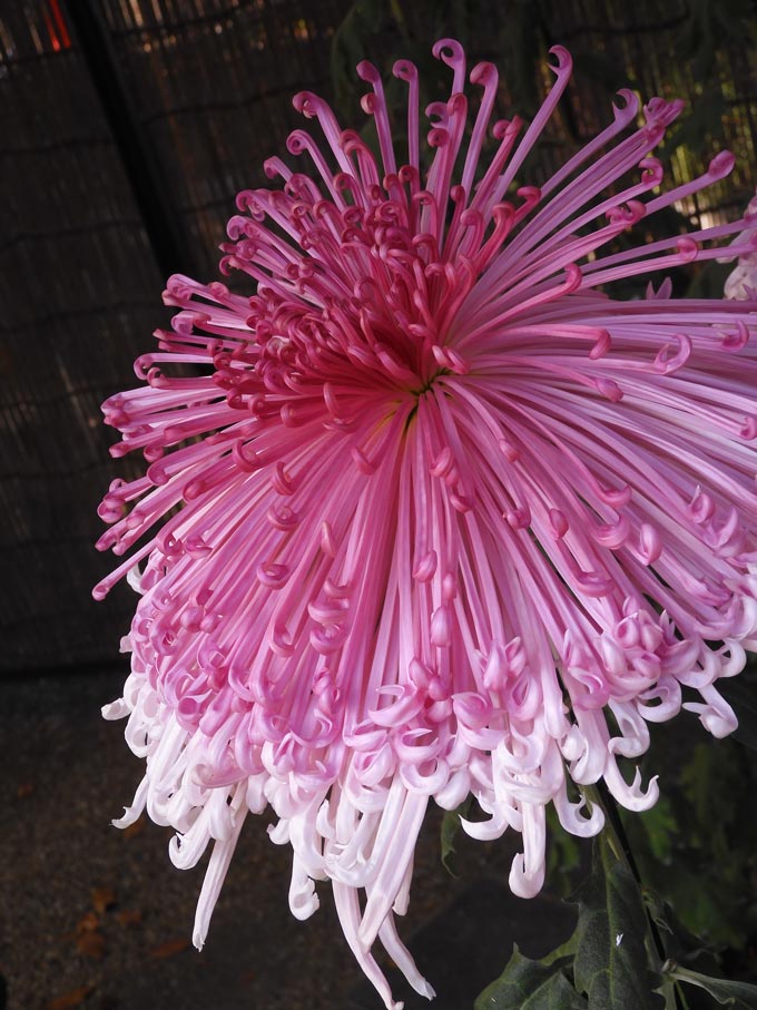 神代植物公園「菊花大会」2024 神代花車、懸崖、大菊（厚物、管物