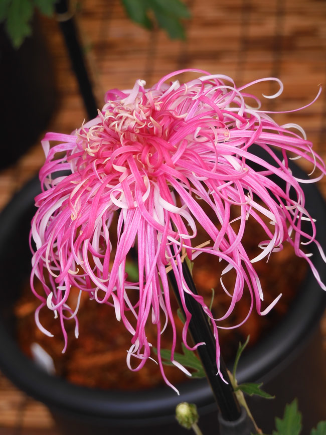 神代植物公園「菊花大会」2024＋2023 伊勢菊、嵯峨菊、丁子菊