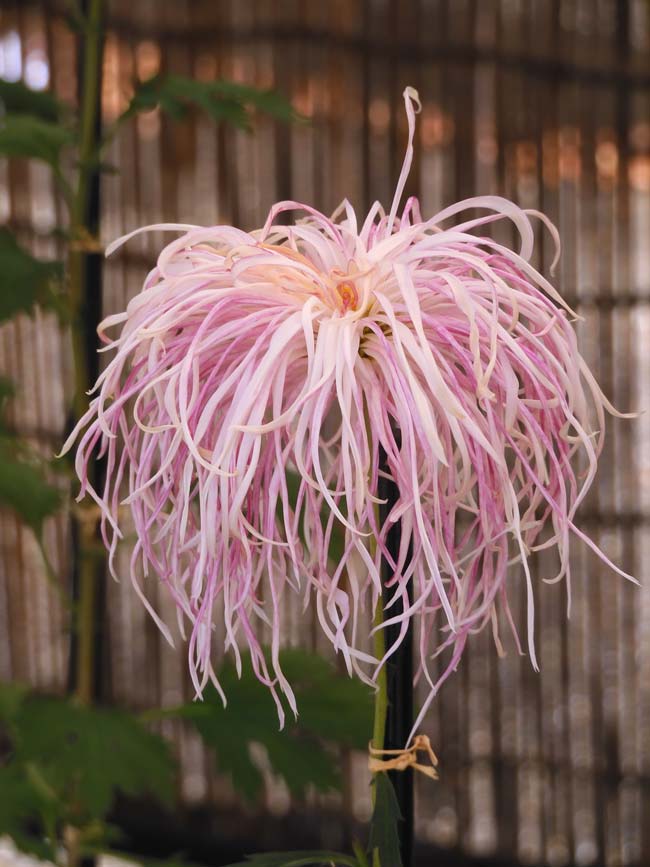 神代植物公園「菊花大会」2024＋2023 伊勢菊、嵯峨菊、丁子菊