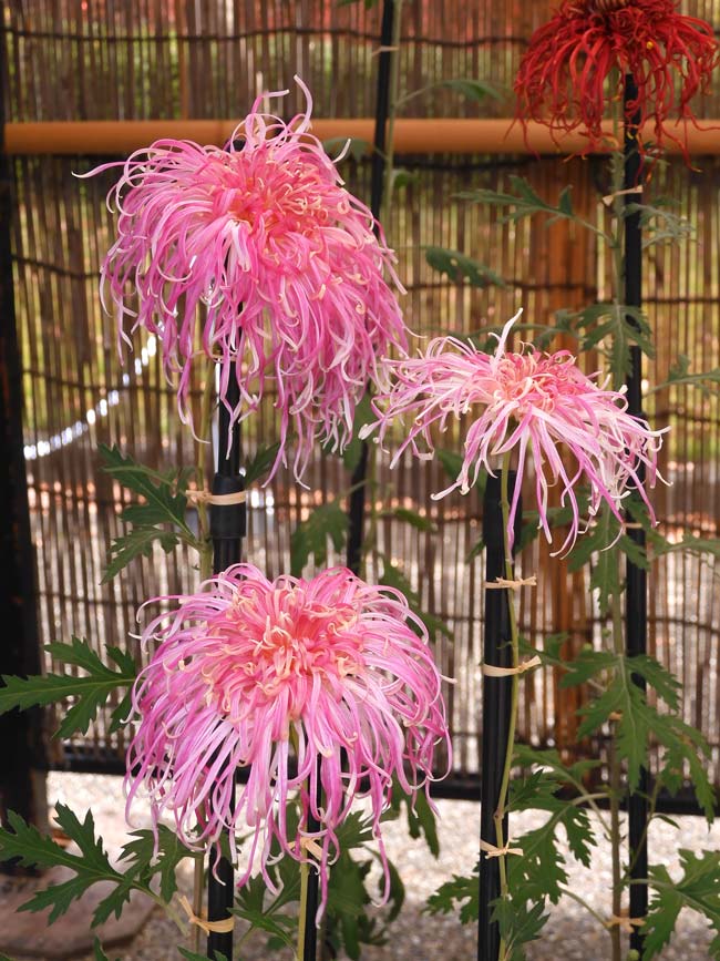 神代植物公園「菊花大会」2024＋2023 伊勢菊、嵯峨菊、丁子菊