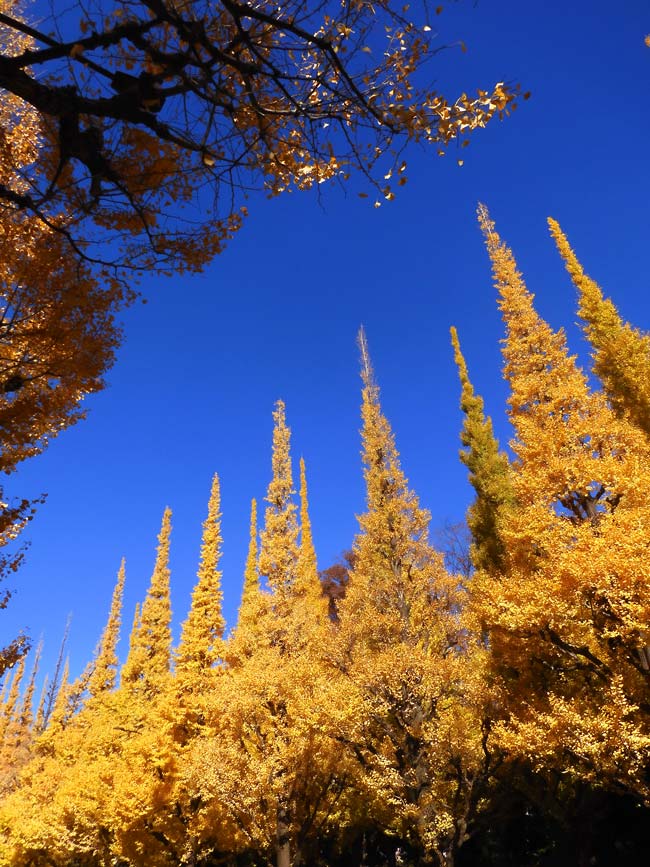 イチョウの木 神宮外苑 いちょう並木 Meiji-jingu outer Garden Ginkgo Street