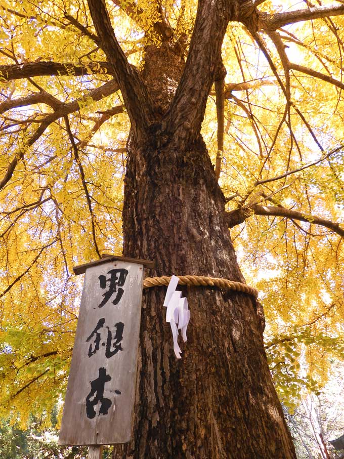 2024年12月19日の記事 | K U R A D A S H I