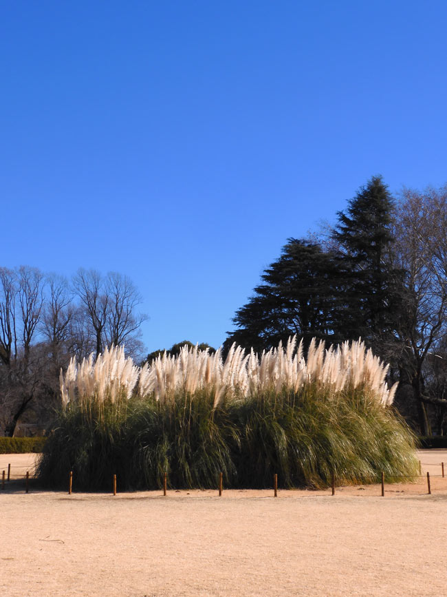Fluffy　パンパスグラス Amazon｜ふわふわホワイト10ps天然パンパス草の装飾、48インチ