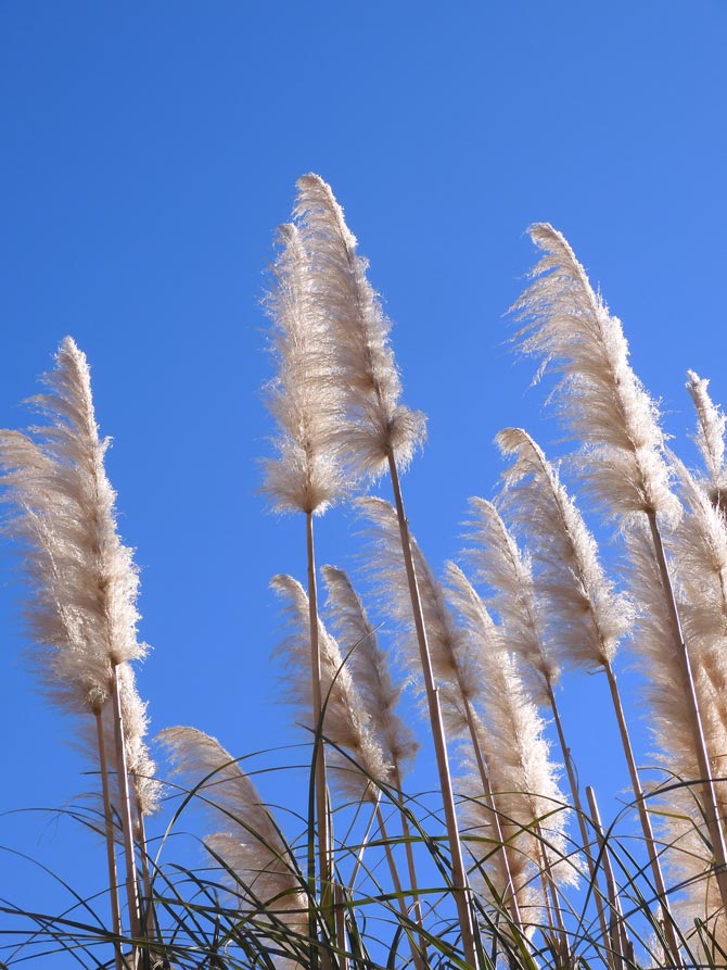 パンパスグラス 採れたて 2025.9.10 パンパスグラス 採れたて 2025.9.10 冬のふわふわパンパスグラス