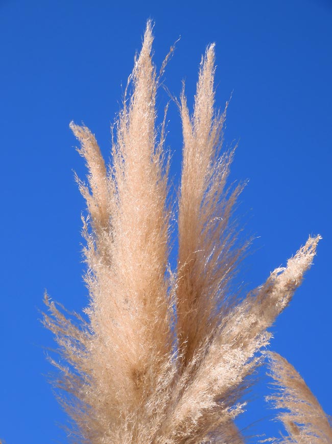 冬のふわふわパンパスグラス 2025.1月中旬＋2024.12月中旬〈神代