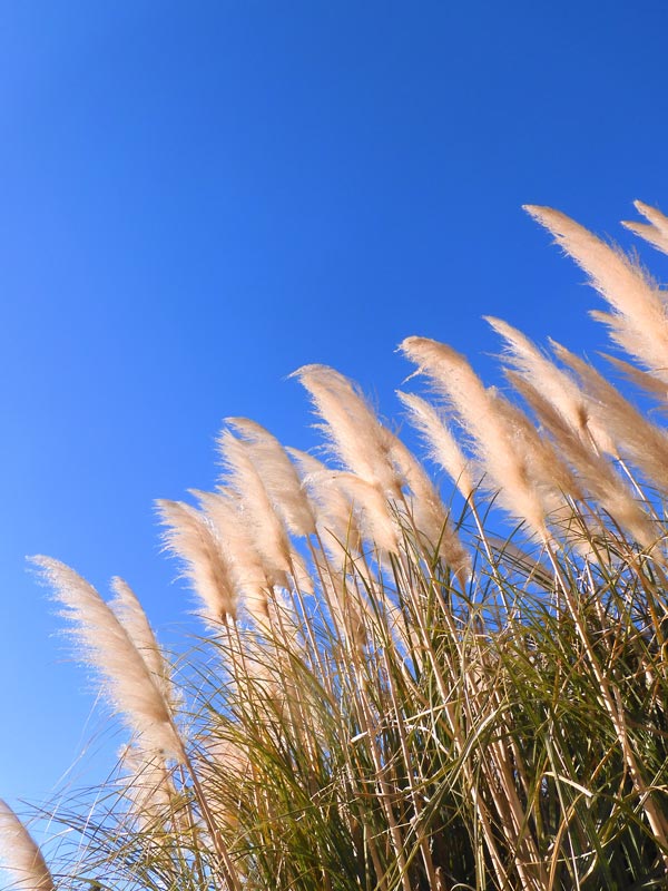 冬のふわふわパンパスグラス 2025.1月中旬＋2024.12月中旬〈神代植物