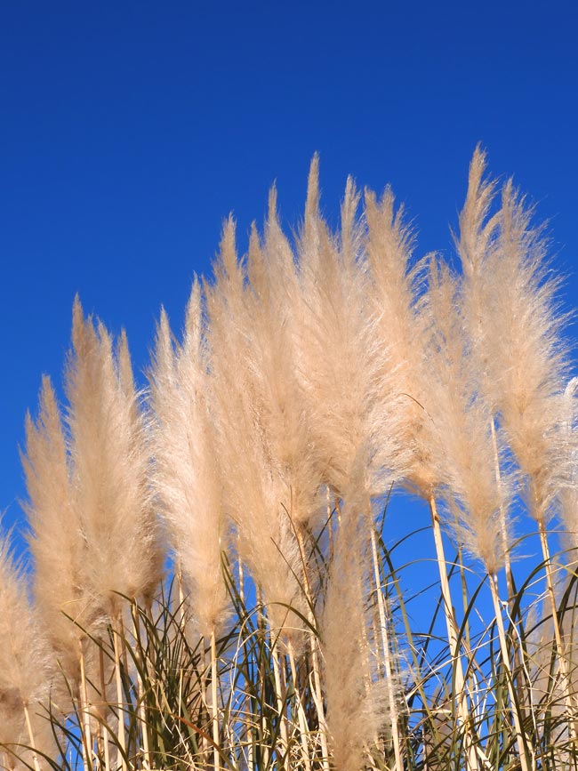 冬のふわふわパンパスグラス 2025.1月中旬＋2024.12月中旬〈神代植物