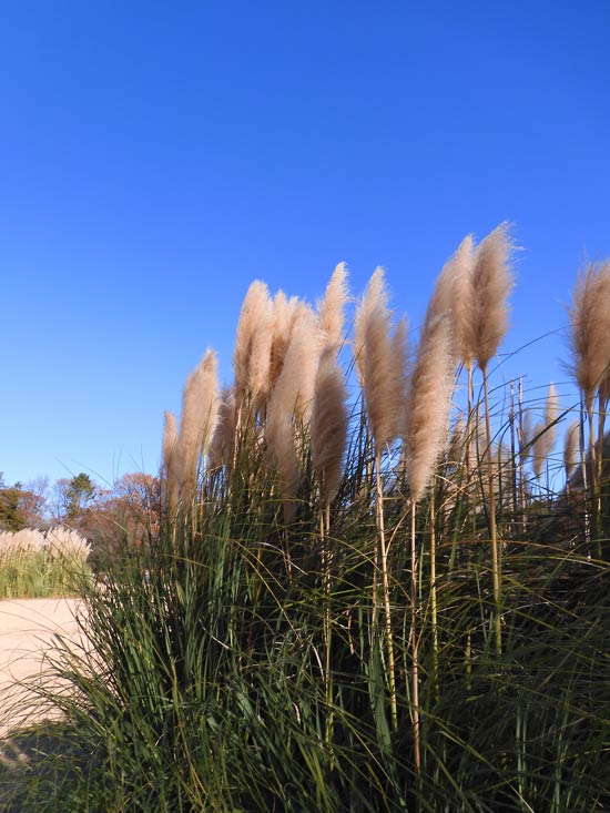 冬のふわふわパンパスグラス 2025.1月中旬＋2024.12月中旬〈神代植物