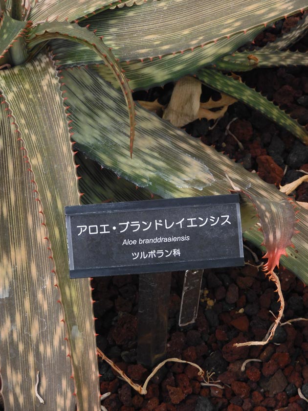 アロエの花【アロエ・ブランドレイエンシス】神代植物公園 大温室 乾燥
