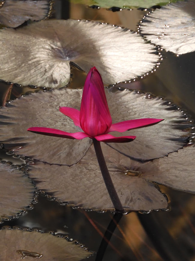 深紅のスイレン！ 熱帯睡蓮 no.59「レッド・フレアー」〈神代植物公園