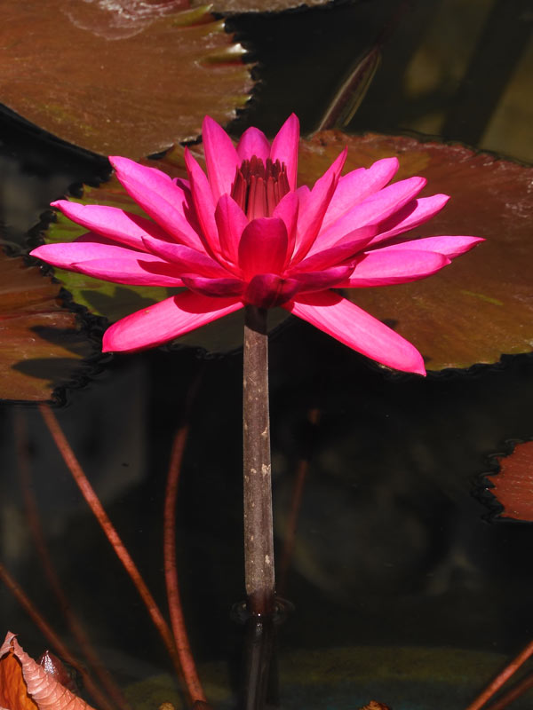 深紅のスイレン！ 熱帯睡蓮 no.59「レッド・フレアー」〈神代植物公園
