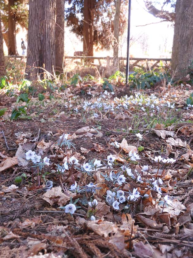 セツブンソウ 2025.2月上旬見頃〈神代植物公園 早春の山野草