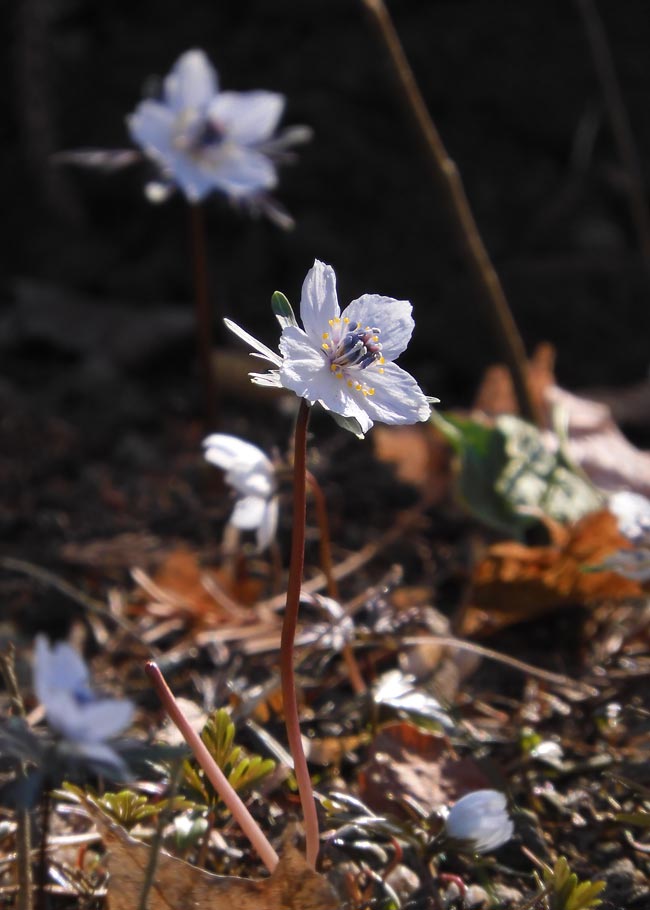 セツブンソウ 2025.2月上旬見頃〈神代植物公園 早春の山野草〉 | K U R