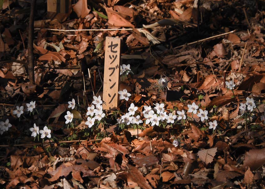 セツブンソウ 2025.2月上旬見頃〈神代植物公園 早春の山野草〉 | K U R