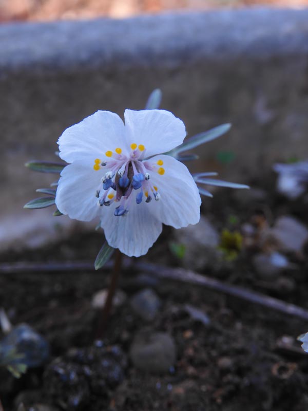 節分草と早春の花〈牧野記念庭園〉〈石神井公園〉2025.2月中旬 節分草と早春の花〈牧野記念庭園〉〈石神井公園〉2025.2月中旬