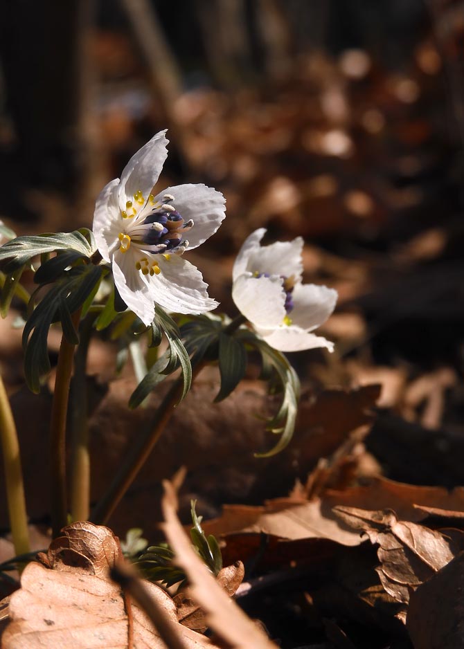 節分草と早春の花〈牧野記念庭園〉〈石神井公園〉2025.2月中旬 節分草と早春の花〈牧野記念庭園〉〈石神井公園〉2025.2月中旬