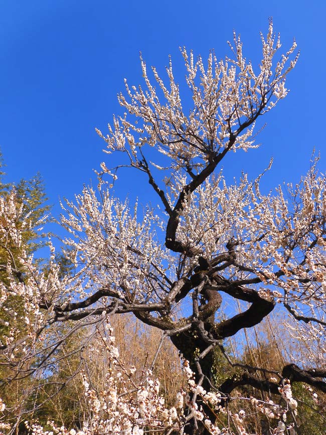 神代植物公園 梅まつり 2025 2月見頃の白梅 白難波、月影、米良、冬至