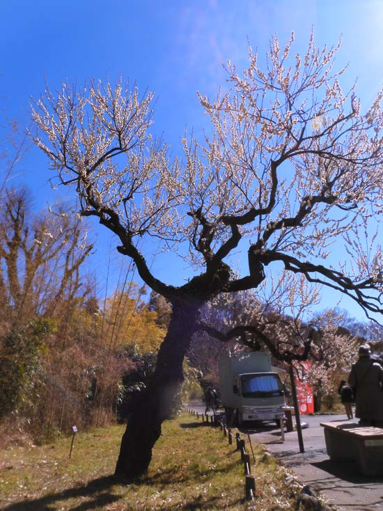 神代植物公園 梅まつり 2025 2月見頃の白梅 白難波、月影、米良、冬至
