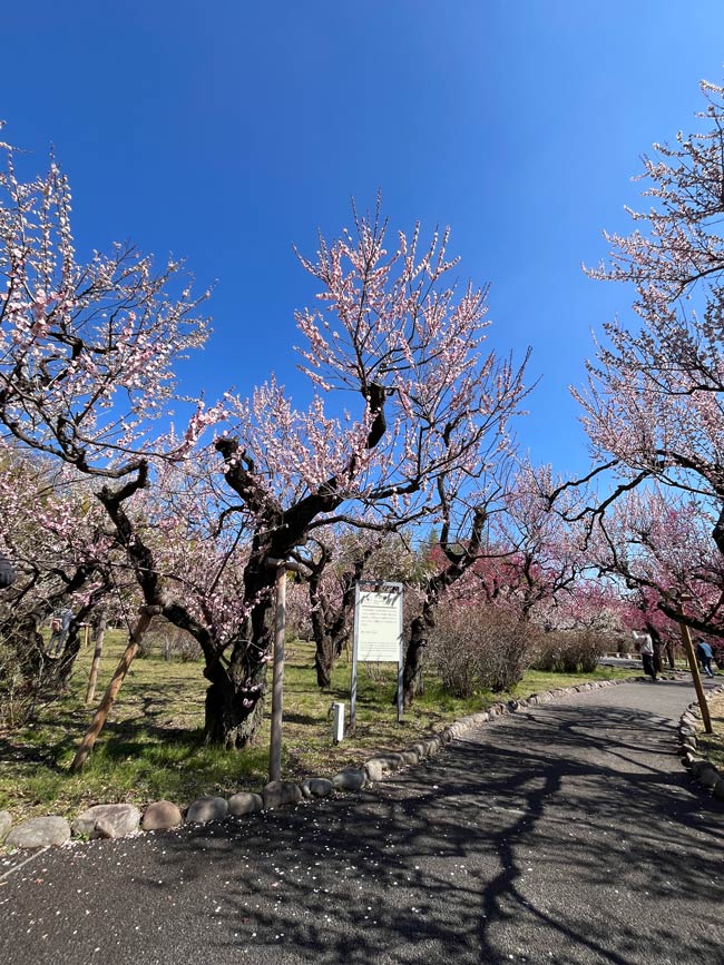 梅園全集 神代植物公園 うめ園 2025.3月上旬〈1〉梅まつり後の満開見頃！ | K U