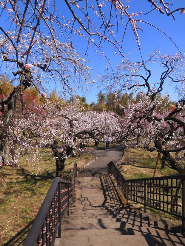 神代植物公園 うめ園 2025.3月上旬〈1〉梅まつり後の満開見頃！ | K U