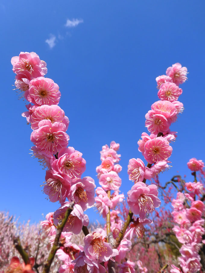 神代植物公園 うめ園 2025.3月上旬〈2〉八重松島、雪灯篭、紅千鳥