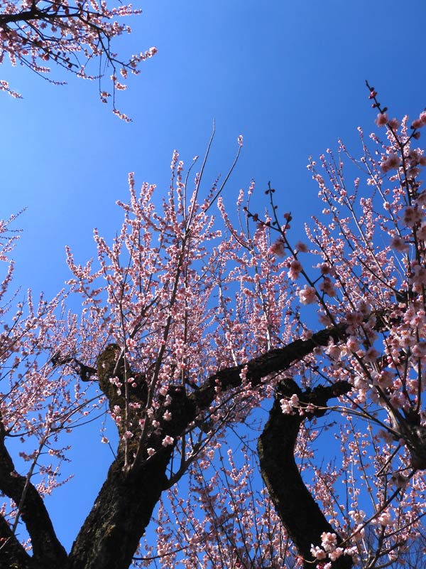 神代植物公園 うめ園 2025.3月上旬〈2〉八重松島、雪灯篭、紅千鳥