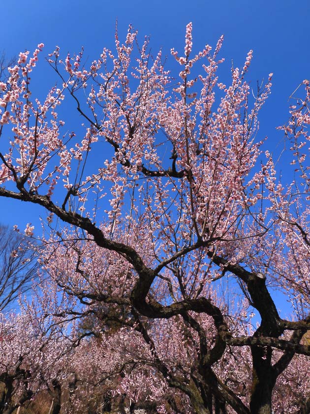 神代植物公園 うめ園 2025.3月上旬〈2〉八重松島、雪灯篭、紅千鳥
