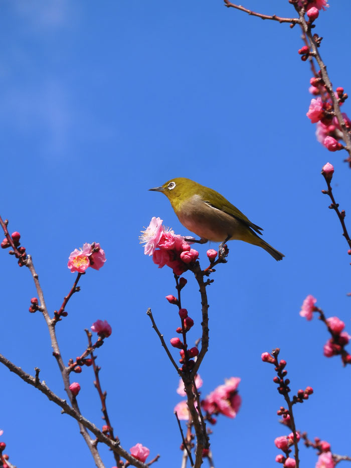 神代植物公園 うめ園 2025.3月上旬〈3〉江南所無、一の谷、楊貴妃、滄