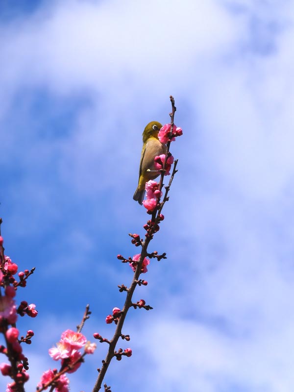 神代植物公園 うめ園 2025.3月上旬〈3〉江南所無、一の谷、楊貴妃、滄
