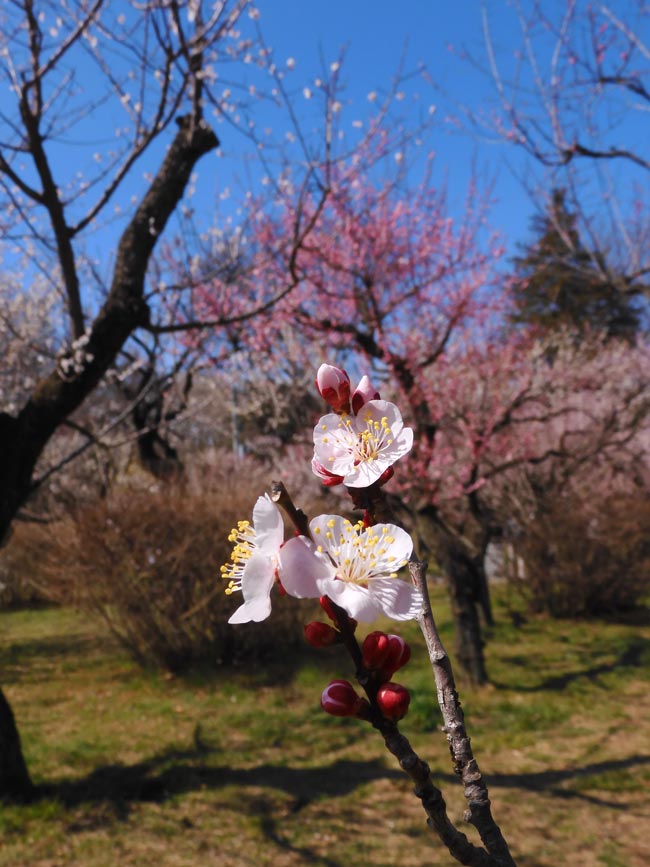 神代植物公園 うめ園 2025.3月上旬〈3〉江南所無、一の谷、楊貴妃、滄