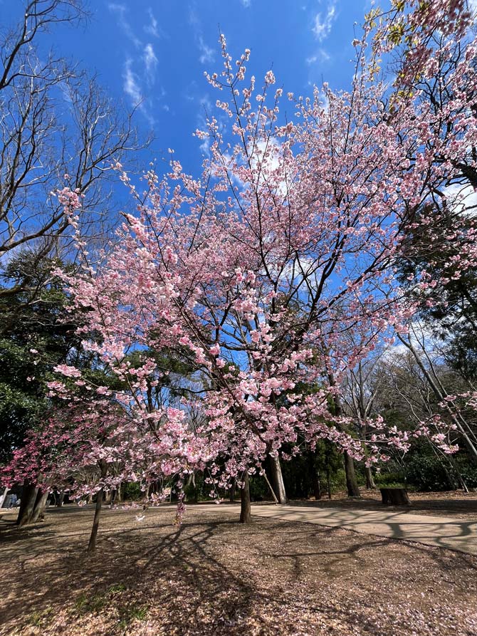 井の頭恩賜公園 早咲き桜 2025「大寒桜」3月下旬の見頃 | K U R A D A