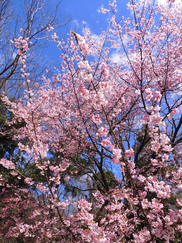 井の頭恩賜公園 早咲き桜 2025「大寒桜」3月下旬の見頃 | K U R A D A