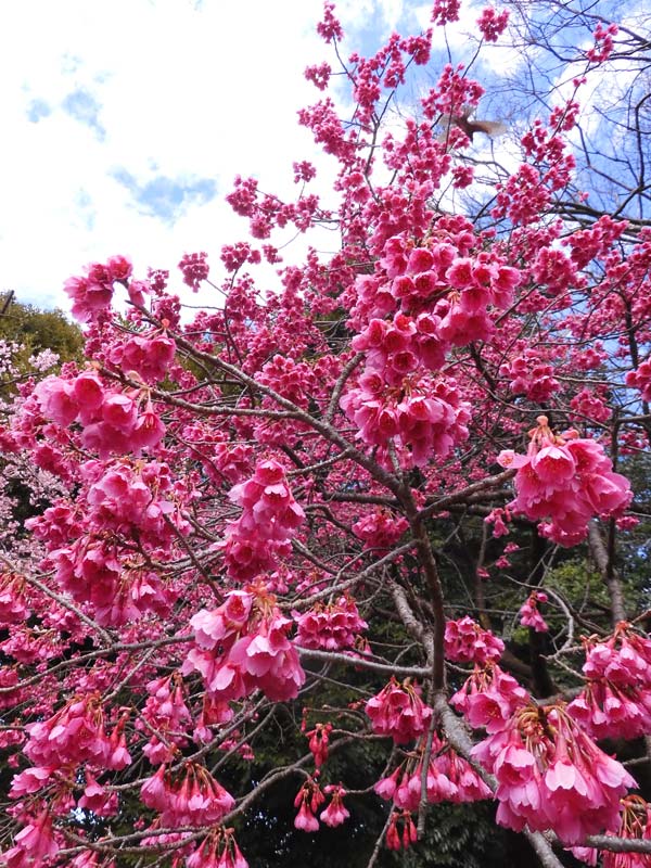 最安値 ほっとできる清楚な幼なじみ 園池 桜子 SSP 井の頭恩賜公園 早咲き桜 2025「大寒桜」3月下旬の見頃 | K U R A D A