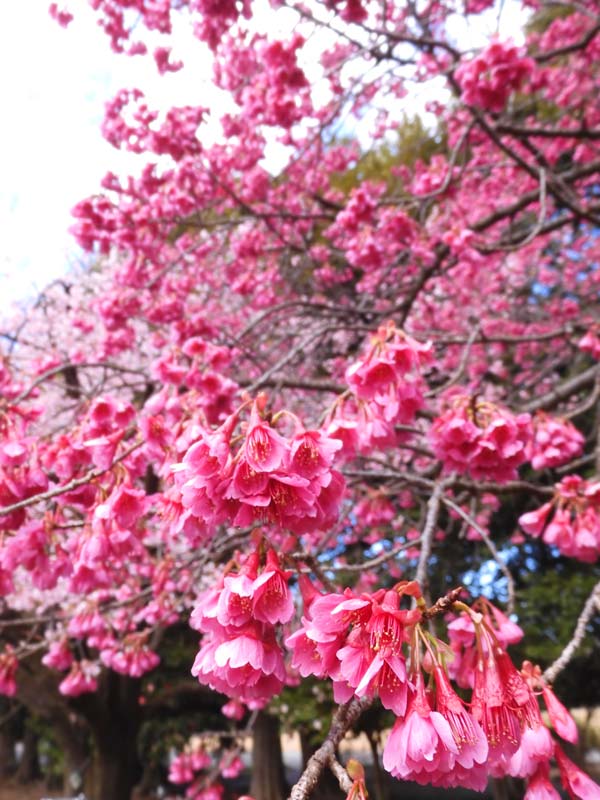 井の頭恩賜公園 早咲き桜 2025「大寒桜」3月下旬の見頃 | K U R A D A