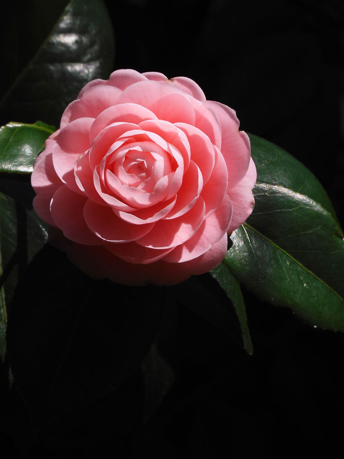 井の頭恩賜公園のツバキ 乙女椿、紅白絞り椿 3月下旬の見頃