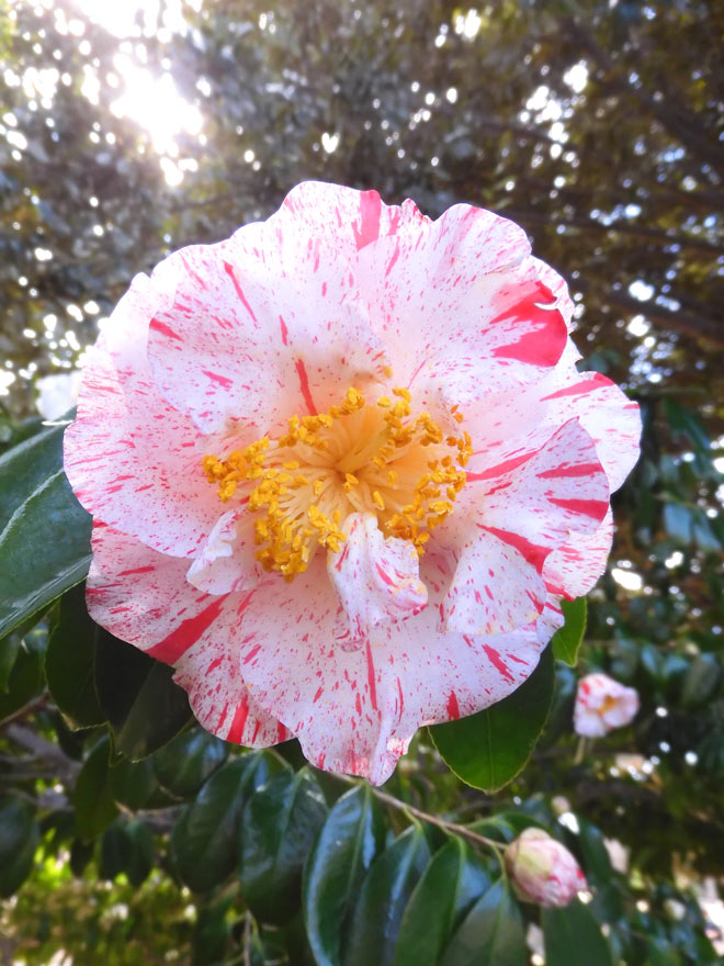 井の頭恩賜公園のツバキ 乙女椿、紅白絞り椿 3月下旬の見頃 2025＋