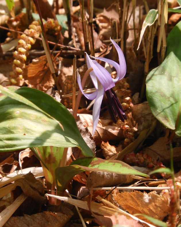 （真作）森はカタクリの花盛り 清水山の森 カタクリ群生地 2025〈前編〉3月下旬開花の片栗 | K