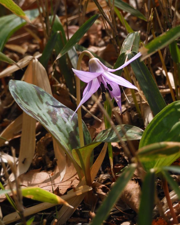 清水山の森 カタクリ群生地 2025〈前編〉3月下旬開花の片栗 | K