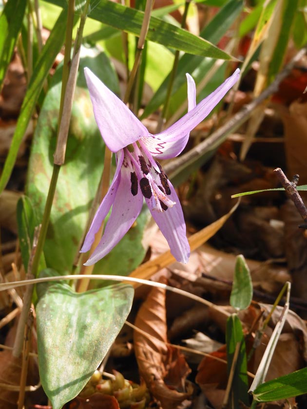 （真作）森はカタクリの花盛り 清水山の森 カタクリ群生地 2025〈前編〉3月下旬開花の片栗 | K