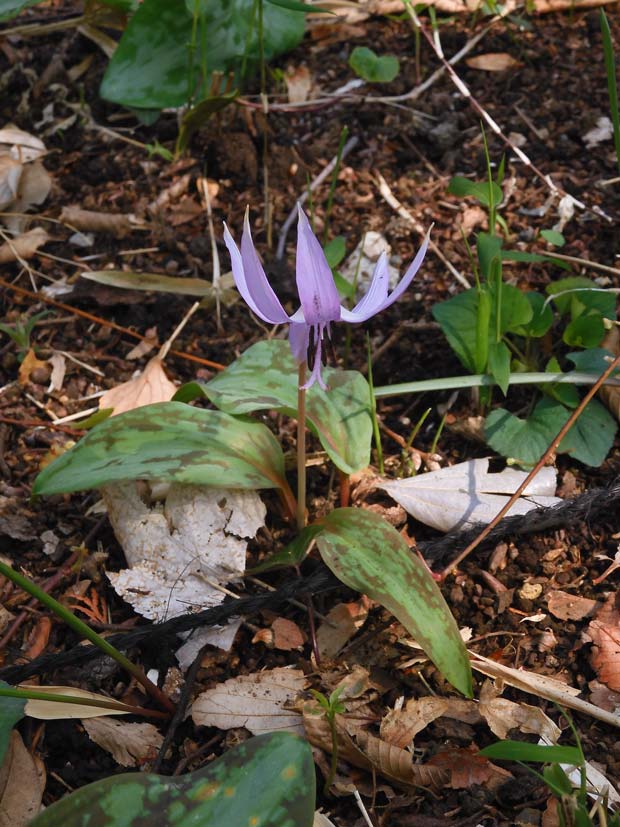 （真作）森はカタクリの花盛り 清水山の森 カタクリ群生地 2025〈前編〉3月下旬開花の片栗 | K