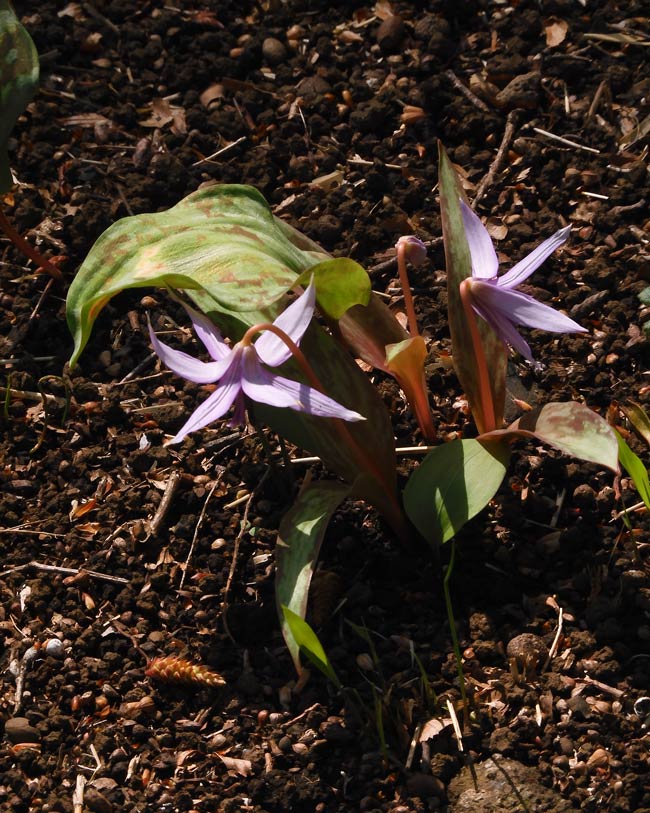 カタクリの一番花が開花✨】 東京23区唯一の大規模な #カタクリ