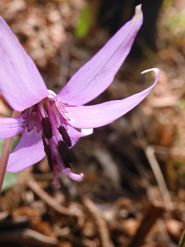 グランド牧場 セレクトセール 清水山の森 カタクリ群生地 2025〈前編〉3月下旬開花の片栗 | K 絵画+タペストリー
