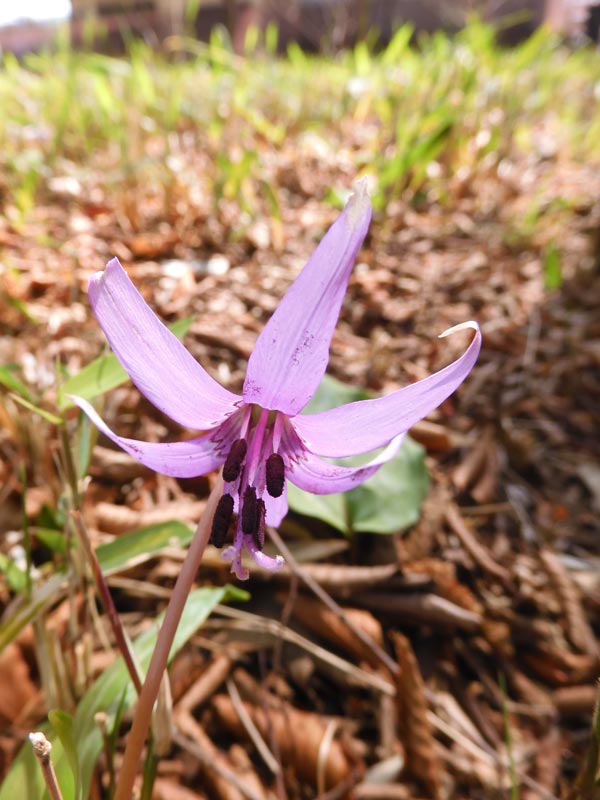 （真作）森はカタクリの花盛り 清水山の森 カタクリ群生地 2025〈前編〉3月下旬開花の片栗 | K