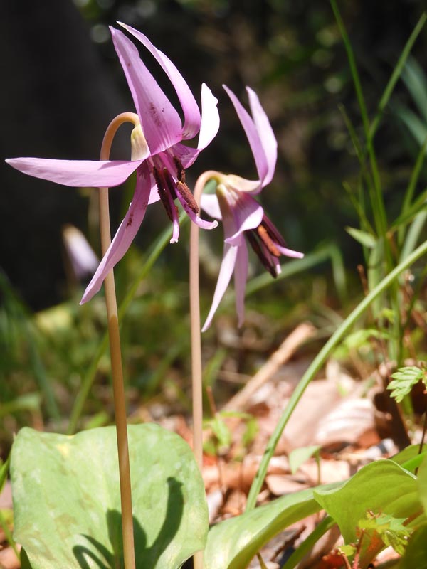 清水山の森 カタクリ群生地 2025〈前編〉3月下旬開花の片栗 | K