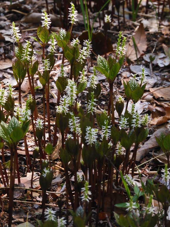 清水山の森 カタクリ群生地 2025〈後編〉片栗、紫華鬘、二輪草