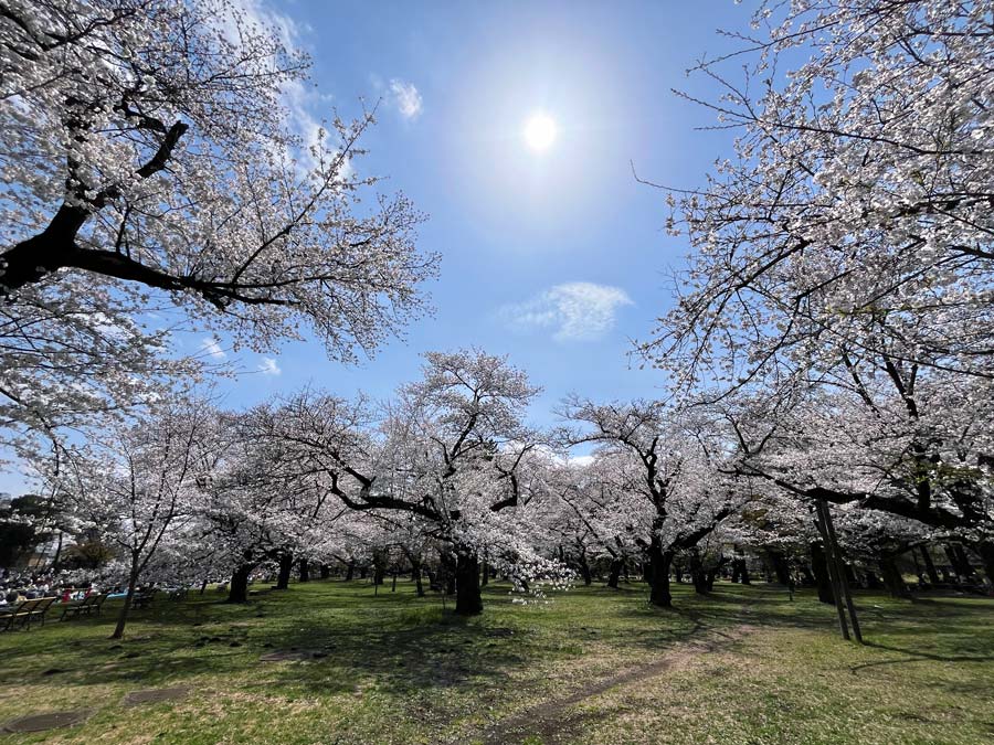 小金井公園の桜 2025〈1〉4月上旬満開のソメイヨシノに花見客